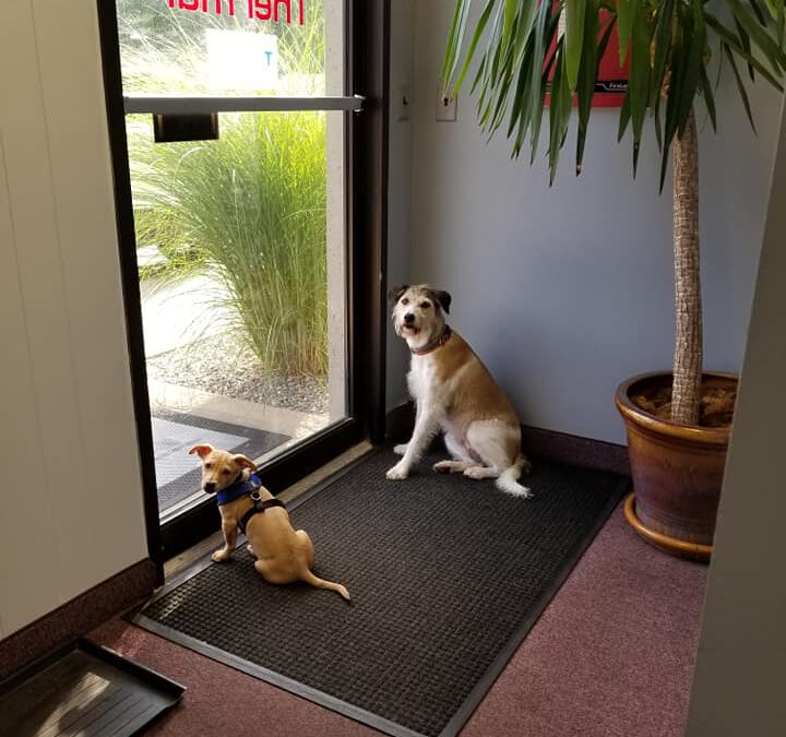 Piper & Hank